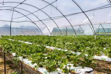 Vinnitsa, Ukrayna-22 Haziran 2017.Industrial büyüme çilek, ekimi, seralar, çilek alanları, yetiştirilen taze çilek satırda topraksız çilek Çilek yetiştiriciliği