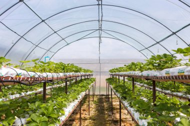 Vinnitsa, Ukrayna-22 Haziran 2017.Industrial büyüme çilek, ekimi, seralar, çilek alanları, yetiştirilen taze çilek satırda topraksız çilek Çilek yetiştiriciliği