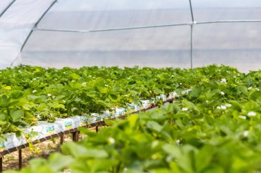 Vinnitsa, Ukrayna-22 Haziran 2017.Industrial büyüme çilek, ekimi, seralar, çilek alanları, yetiştirilen taze çilek satırda topraksız çilek Çilek yetiştiriciliği