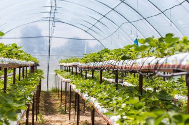 Vinnitsa, Ukrayna-22 Haziran 2017.Industrial büyüme çilek, ekimi, seralar, çilek alanları, yetiştirilen taze çilek satırda topraksız çilek Çilek yetiştiriciliği