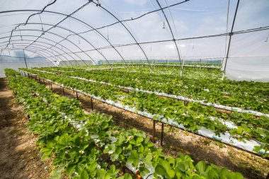 Vinnitsa, Ukrayna-22 Haziran 2017.Industrial büyüme çilek, ekimi, seralar, çilek alanları, yetiştirilen taze çilek satırda topraksız çilek Çilek yetiştiriciliği
