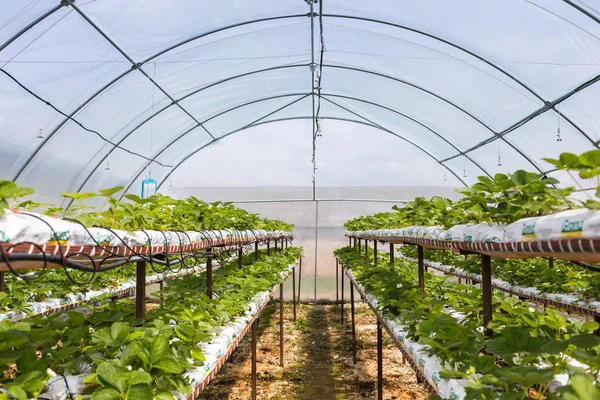 Vinnitsa, Ukrayna-22 Haziran 2017.Industrial büyüme çilek, ekimi, seralar, çilek alanları, yetiştirilen taze çilek satırda topraksız çilek Çilek yetiştiriciliği