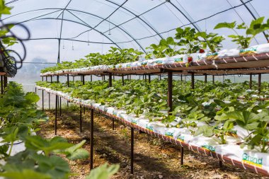 Vinnitsa, Ukrayna-22 Haziran 2017.Industrial büyüme çilek, ekimi, seralar, çilek alanları, yetiştirilen taze çilek satırda topraksız çilek Çilek yetiştiriciliği