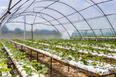Vinnitsa, Ukrayna-22 Haziran 2017.Industrial büyüme çilek, ekimi, seralar, çilek alanları, yetiştirilen taze çilek satırda topraksız çilek Çilek yetiştiriciliği