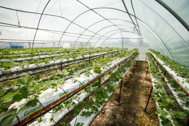 Vinnitsa, Ukrayna-22 Haziran 2017.Industrial büyüme çilek, ekimi, seralar, çilek alanları, yetiştirilen taze çilek satırda topraksız çilek Çilek yetiştiriciliği