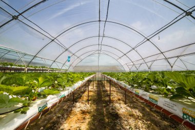 Vinnitsa, Ukrayna-22 Haziran 2017.Industrial büyüme çilek, ekimi, seralar, çilek alanları, yetiştirilen taze çilek satırda topraksız çilek Çilek yetiştiriciliği