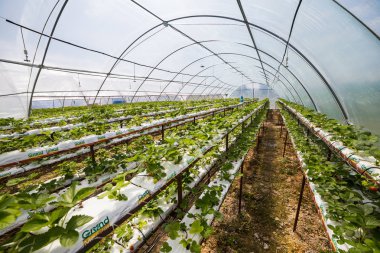 Vinnitsa, Ukrayna-22 Haziran 2017.Industrial büyüme çilek, ekimi, seralar, çilek alanları, yetiştirilen taze çilek satırda topraksız çilek Çilek yetiştiriciliği