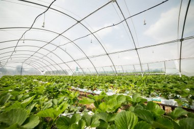 Vinnitsa, Ukrayna-22 Haziran 2017.Industrial büyüme çilek, ekimi, seralar, çilek alanları, yetiştirilen taze çilek satırda topraksız çilek Çilek yetiştiriciliği