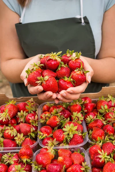 Woman holding a juicy bitten strawberry into the camera,strawberry in arm. Woman holding strawberry in hands in greenhouse,Female hand holding strawberry on blurred background,strawberry crop concept — Stock Photo, Image