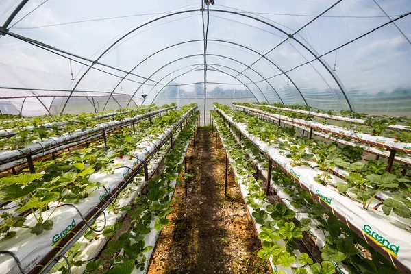 Vinnitsa, Ucrânia-22 de junho de 2017.Crescimento industrial de morangos, hidroponia linha de morango em plantação, Morangos frescos cultivados em estufas, Campos de morango, Cultivando morangos — Fotografia de Stock