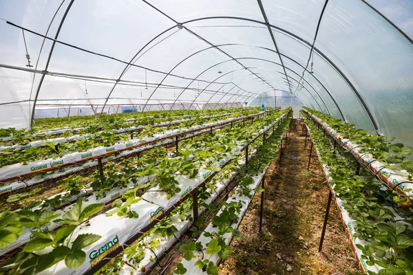 Vinnitsa, Ukrayna-22 Haziran 2017.Industrial büyüme çilek, ekimi, seralar, çilek alanları, yetiştirilen taze çilek satırda topraksız çilek Çilek yetiştiriciliği