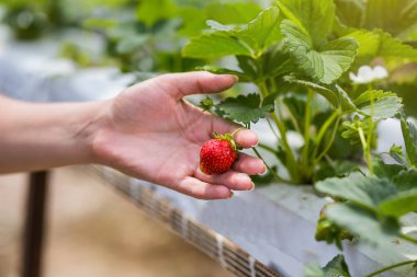 Kameraya kolundan çilek sulu ısırıldı çilek tutan kadın. Sera içinde elinde kadın holding çilek, çilek tutarak el arka plan, çilek ekin kavramı bulanık.