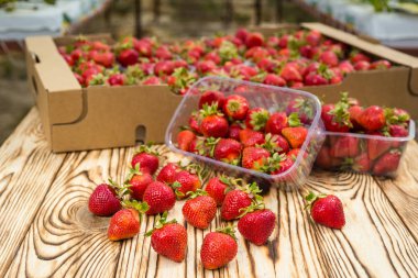 Çilek çiftçi pazarda kutu. Kasalar çilek dolu. Çilek kutusu sepetleri doku yemeden önce çilek kutusunda ayarlayın Açık pazarda plastik kutu taze çilek, çilek ekin kavramı dolu