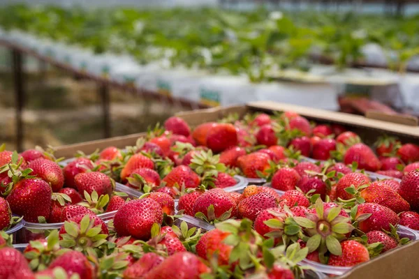Kisten mit Erdbeeren auf dem Bauernmarkt. Kisten voller fragaria.strawberries boxen körbe textur im outdoor-markt, set in einer box von erdbeeren vor dem essen, kunststoff-box ist voll von frischen erdbeeren, erdbeeren crop konzept — Stockfoto