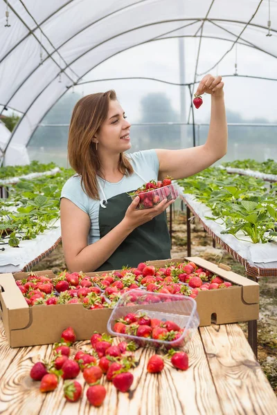 Plantatorów truskawek ze zbiorów, inżynier rolnictwa, praca w szklarni. Kobiece cieplarnianych pracownika z pole truskawek, Kobieta, zbieranie, berrying na farmie, koncepcja truskawki upraw — Zdjęcie stockowe