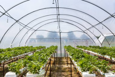 Vinnitsa, Ukrayna-22 Haziran 2017.Industrial büyüme çilek, ekimi, seralar, çilek alanları, yetiştirilen taze çilek satırda topraksız çilek Çilek yetiştiriciliği