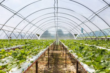 Vinnitsa, Ukrayna-22 Haziran 2017.Industrial büyüme çilek, ekimi, seralar, çilek alanları, yetiştirilen taze çilek satırda topraksız çilek Çilek yetiştiriciliği