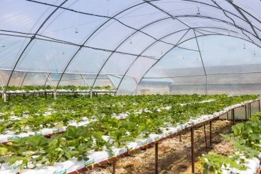 Vinnitsa, Ukrayna-22 Haziran 2017.Industrial büyüme çilek, ekimi, seralar, çilek alanları, yetiştirilen taze çilek satırda topraksız çilek Çilek yetiştiriciliği