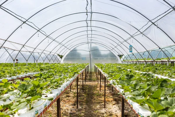 Vinnitsa, Ukrayna-22 Haziran 2017.Industrial büyüme çilek, ekimi, seralar, çilek alanları, yetiştirilen taze çilek satırda topraksız çilek Çilek yetiştiriciliği