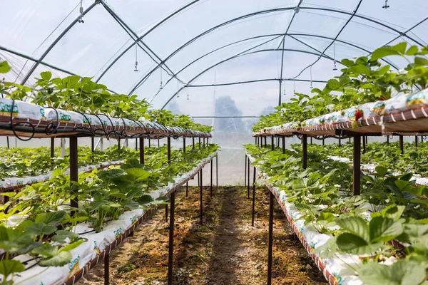 Vinnitsa, Ukrayna-22 Haziran 2017.Industrial büyüme çilek, ekimi, seralar, çilek alanları, yetiştirilen taze çilek satırda topraksız çilek Çilek yetiştiriciliği