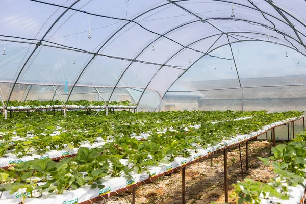 Vinnitsa, Ukrayna-22 Haziran 2017.Industrial büyüme çilek, ekimi, seralar, çilek alanları, yetiştirilen taze çilek satırda topraksız çilek Çilek yetiştiriciliği