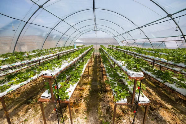 Vinnitsa Ukraina-22 juni 2017.Industrial tillväxt av jordgubbar, hydroponics jordgubbar rad i plantation, färska jordgubbar som odlas i växthus, Strawberry fields, odla jordgubbar — Stockfoto