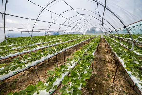 Vinnitsa, Ukrayna-22 Haziran 2017.Industrial büyüme çilek, ekimi, seralar, çilek alanları, yetiştirilen taze çilek satırda topraksız çilek Çilek yetiştiriciliği