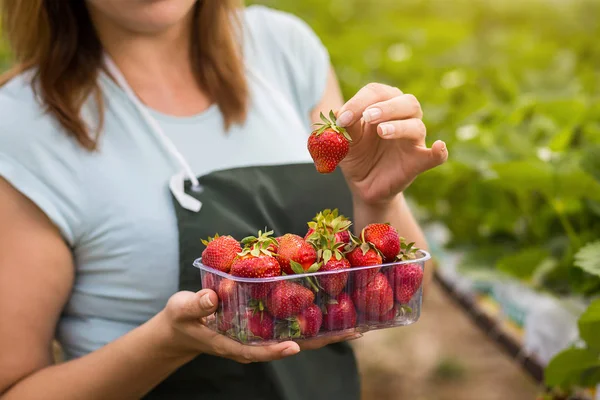 Woman holding a juicy bitten strawberry into the camera,strawberry in arm. Woman holding strawberry in hands in greenhouse,Female hand holding strawberry on blurred background,strawberry crop concept