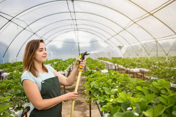 Strawberry growers with harvest,Agricultural engineer working in the greenhouse.Female greenhouse worker with box of strawberries,woman picking berrying on farm,strawberry crop concept — Stock Photo, Image