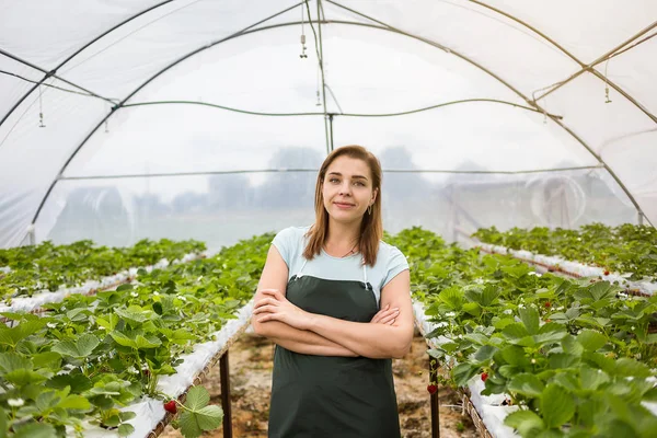 Çilek yetiştiricileri hasat, ziraat mühendisi serada çalışan ile. Kadın sera işçi kutusuyla çilek, çiftlikte, çilek ekin kavramı berrying toplama kadın