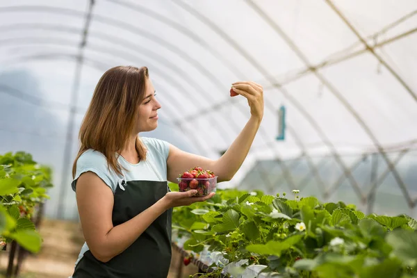 Woman holding a juicy bitten strawberry into the camera,strawberry in arm. Woman holding strawberry in hands in greenhouse,Female hand holding strawberry on blurred background,strawberry crop concept