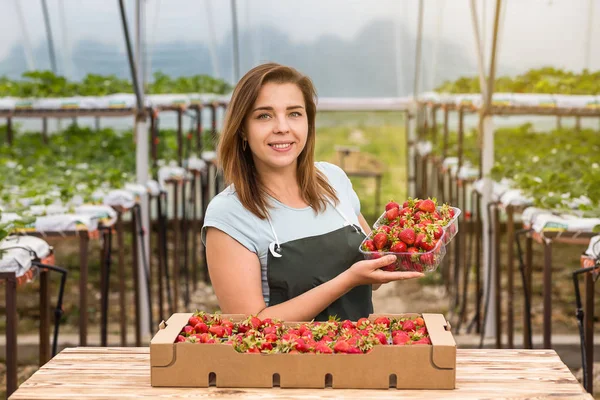 Kameraya kolundan çilek sulu ısırıldı çilek tutan kadın. Sera içinde elinde kadın holding çilek, çilek tutarak el arka plan, çilek ekin kavramı bulanık.