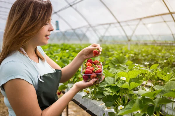 Woman holding a juicy bitten strawberry into the camera,strawberry in arm. Woman holding strawberry in hands in greenhouse,Female hand holding strawberry on blurred background,strawberry crop concept — Stock Photo, Image