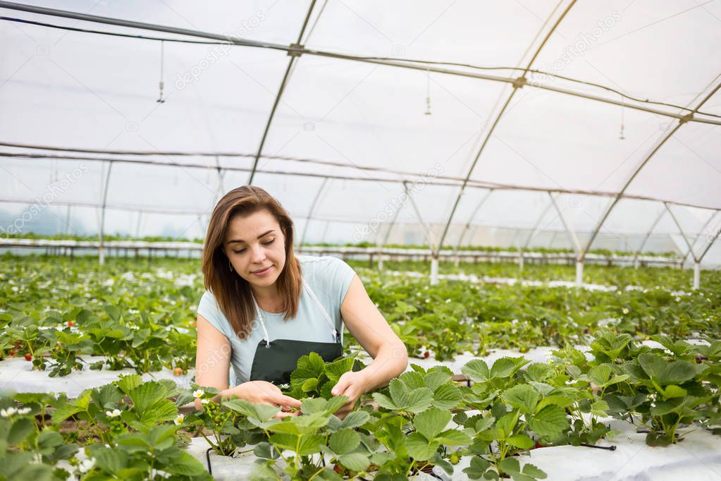 Strawberry growers with harvest,Agricultural engineer working in the greenhouse.Female greenhouse worker with box of strawberries,woman picking berrying on farm,strawberry crop concept