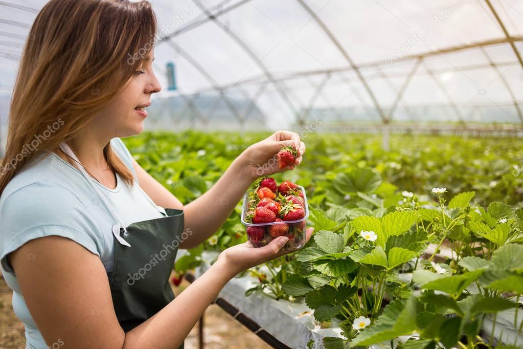 Woman holding a juicy bitten strawberry into the camera,strawberry in arm. Woman holding strawberry in hands in greenhouse,Female hand holding strawberry on blurred background,strawberry crop concept