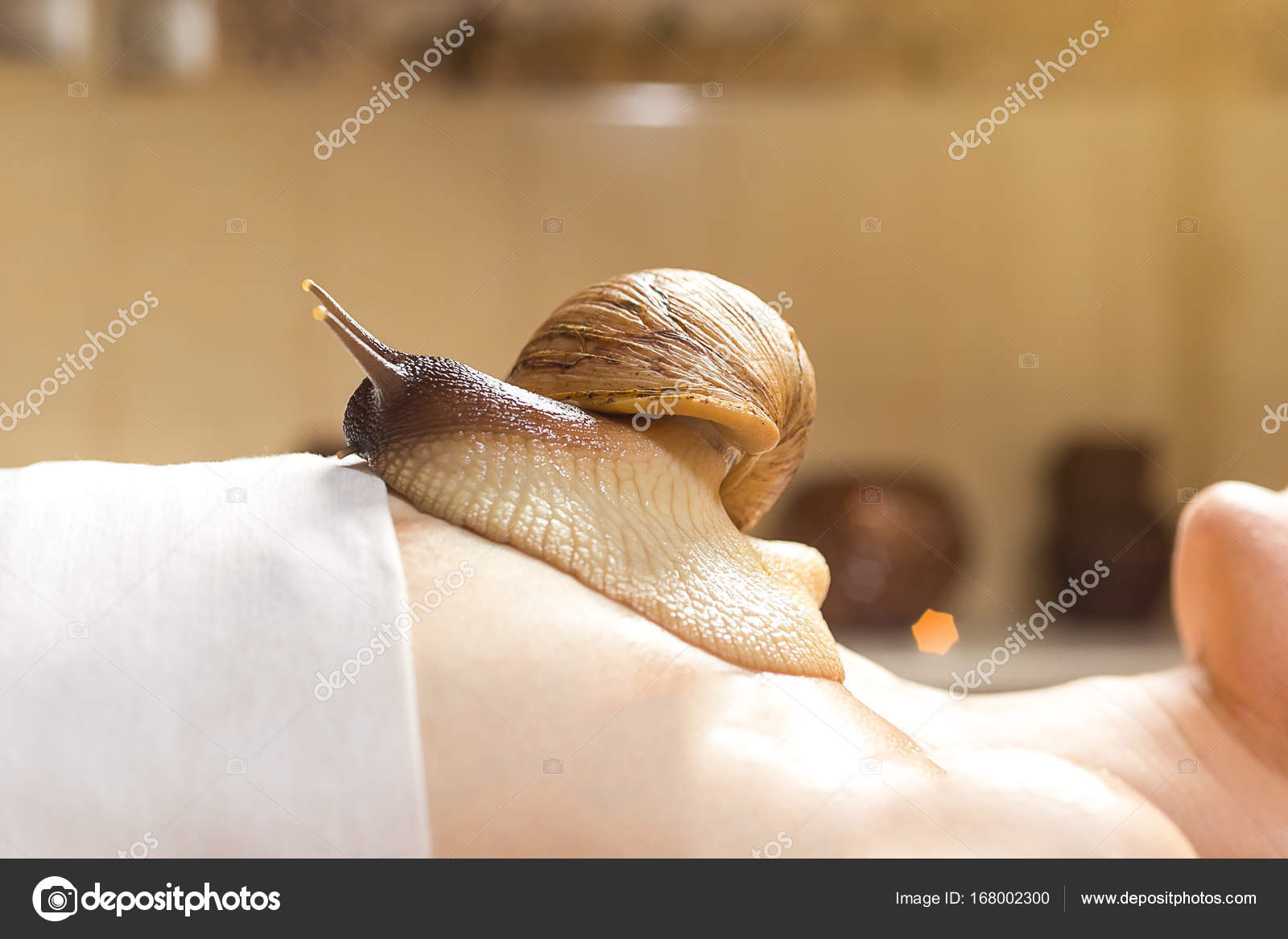 Achatina snails in cosmetology: how to use 38 Achatina snails in cosmetology: how to use 6