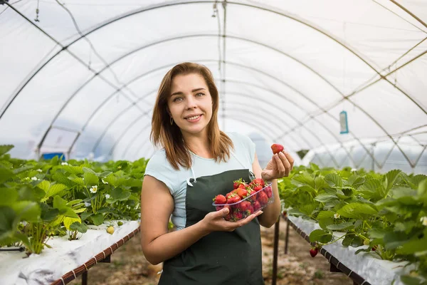 Woman holding a juicy bitten strawberry into the camera,strawberry in arm. Woman holding strawberry in hands in greenhouse,Female hand holding strawberry on blurred background,strawberry crop concept — Stock Photo, Image