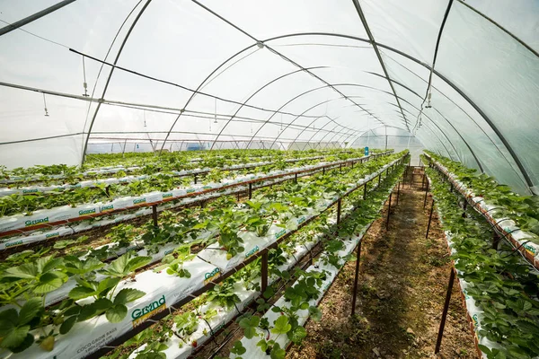 Винница, Украина-22 июня 2017.Industrial growth of strawberries, hydroponics strawberry row in plantation, Fresh strawberries grown in greenhouses, Strawberry fields, Cultivating strawberries — стоковое фото