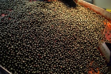 Çalışan insanlar. Koruyucu mavi eldiven tanınmaz işçileri ellerinde Dondurulmuş çilek seçimini yapın. Dondurma ve meyve ve sebze ambalaj fabrika. Düşük ışık ve görünür gürültü.