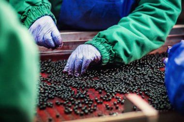 Çalışan insanlar. Koruyucu mavi eldiven tanınmaz işçileri ellerinde Dondurulmuş çilek seçimini yapın. Dondurma ve meyve ve sebze ambalaj fabrika. Düşük ışık ve görünür gürültü.