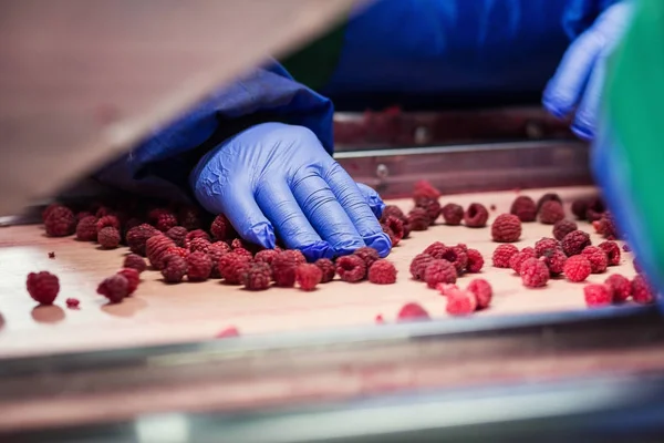 People at work.Unrecognizable workers hands in protective blue gloves make selection of frozen berries.Factory for freezing and packing of fruits and vegetables.Low light and visible noise.