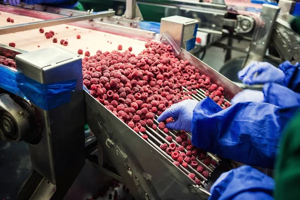 Menschen bei der Arbeit. Unerkennbare Arbeiter Hände in blauen Schutzhandschuhen machen Auswahl von gefrorenen berries.factory zum Einfrieren und Verpacken von Obst und Gemüse.Geringes Licht und sichtbarer Lärm. — Stockfoto