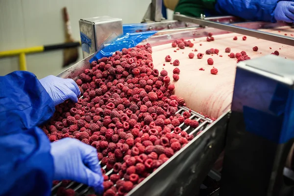 Människor i arbete. Oigenkännlig arbetstagare händer i blå skyddshandskar gör urval av frysta bär. Fabrik för frysning och förpackning av frukt och grönsaker. Lågt ljus och synligt brus. — Stockfoto