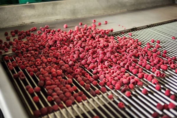 Menschen bei der Arbeit. Unerkennbare Arbeiter Hände in blauen Schutzhandschuhen machen Auswahl von gefrorenen berries.factory zum Einfrieren und Verpacken von Obst und Gemüse.Geringes Licht und sichtbarer Lärm. — Stockfoto