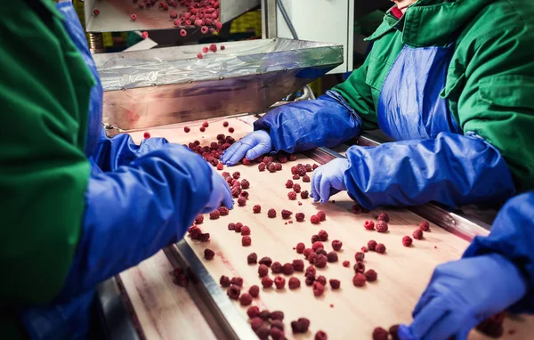 Las personas en el trabajo.Las manos de los trabajadores irreconocibles en guantes azules protectores hacen la selección de las berenjenas congeladas.Fábrica para la congelación y el embalaje de frutas y verduras. . —  Fotos de Stock