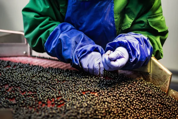 People at work.Unrecognizable workers hands in protective blue gloves make selection of frozen berries.Factory for freezing and packing of fruits and vegetables.Low light and visible noise.