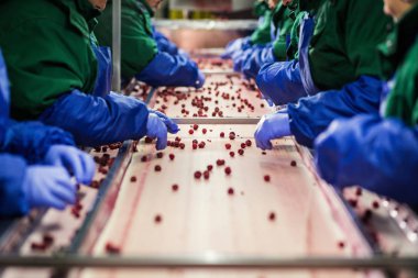 Çalışan insanlar. Koruyucu mavi eldiven tanınmaz işçileri ellerinde Dondurulmuş çilek seçimini yapın. Dondurma ve meyve ve sebze ambalaj fabrika. Düşük ışık ve görünür gürültü.