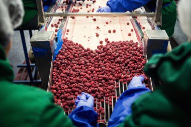 Çalışan insanlar. Koruyucu mavi eldiven tanınmaz işçileri ellerinde Dondurulmuş çilek seçimini yapın. Dondurma ve meyve ve sebze ambalaj fabrika. Düşük ışık ve görünür gürültü.