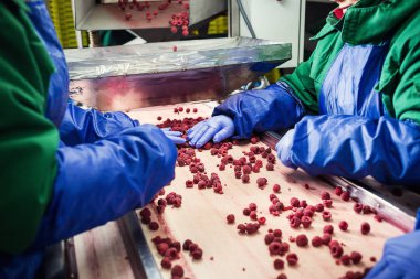 Çalışan insanlar. Koruyucu mavi eldiven tanınmaz işçileri ellerinde Dondurulmuş çilek seçimini yapın. Dondurma ve meyve ve sebze ambalaj fabrika. Düşük ışık ve görünür gürültü.