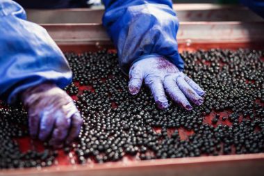 Çalışan insanlar. Koruyucu mavi eldiven tanınmaz işçileri ellerinde Dondurulmuş çilek seçimini yapın. Dondurma ve meyve ve sebze ambalaj fabrika. Düşük ışık ve görünür gürültü.